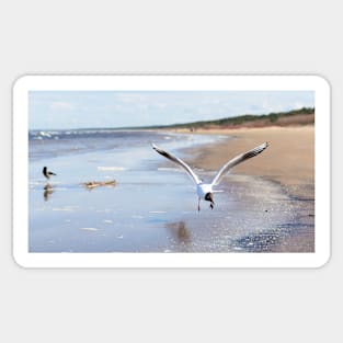 White seagull flying above the seacoast Sticker